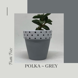 May include: A small grey terracotta pot with a white band and black polka dots around the top. A small green succulent plant is growing in the pot. The text "POLKA ~ GREY" is written below the pot.