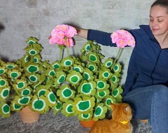 Pode incluir: Três plantas em vasos com flores de papel rosa e folhas verdes. As plantas estão em vasos marrons e estão em um piso de ladrilhos cinza. Um gato ruivo está sentado na frente das plantas.