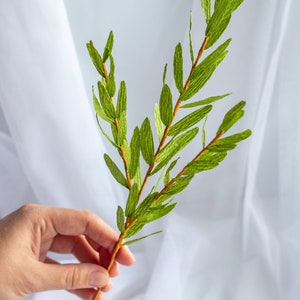 Op de afbeelding: Een enkele tak met groene papieren bladeren op een bruine stengel. De bladeren zijn lang en smal, met een licht gekreukelde textuur.