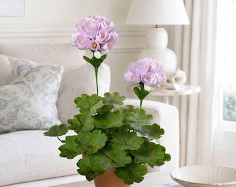 Paper Geranium plant / Lavender Flowers in Pot