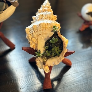 Fioriera con conchiglie Knobbed Whelk + disposizione succulente dal vivo.