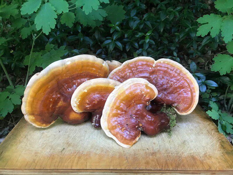 Medicinal Mushroom Dried Reishi Mushroom Slices ganoderma Etsy