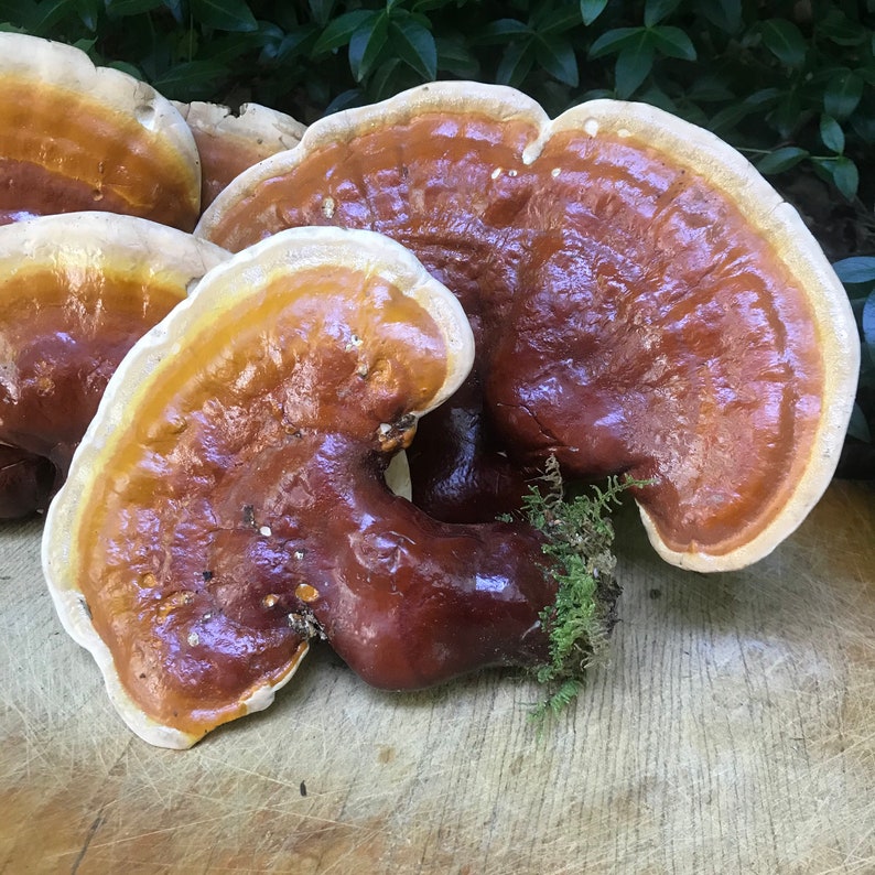 Reishi / Lingzhi Medicinal Mushroom Dual Extract Tincture Etsy