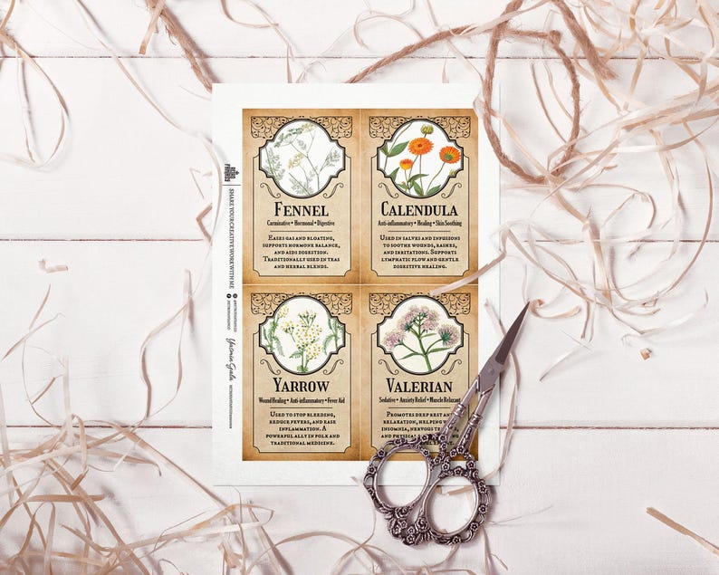 Peut inclure: Quatre cartes botaniques d'herbes avec des illustrations de fenouil, de calendula, de millefeuille et de val&eacute;riane. Chaque carte pr&eacute;sente le nom et les utilisations de l'herbe. Des ciseaux d&eacute;coratifs sont pos&eacute;s pr&egrave;s des cartes, avec de la ficelle en arri&egrave;re-plan.