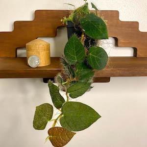 2in Pot Ficus villosa