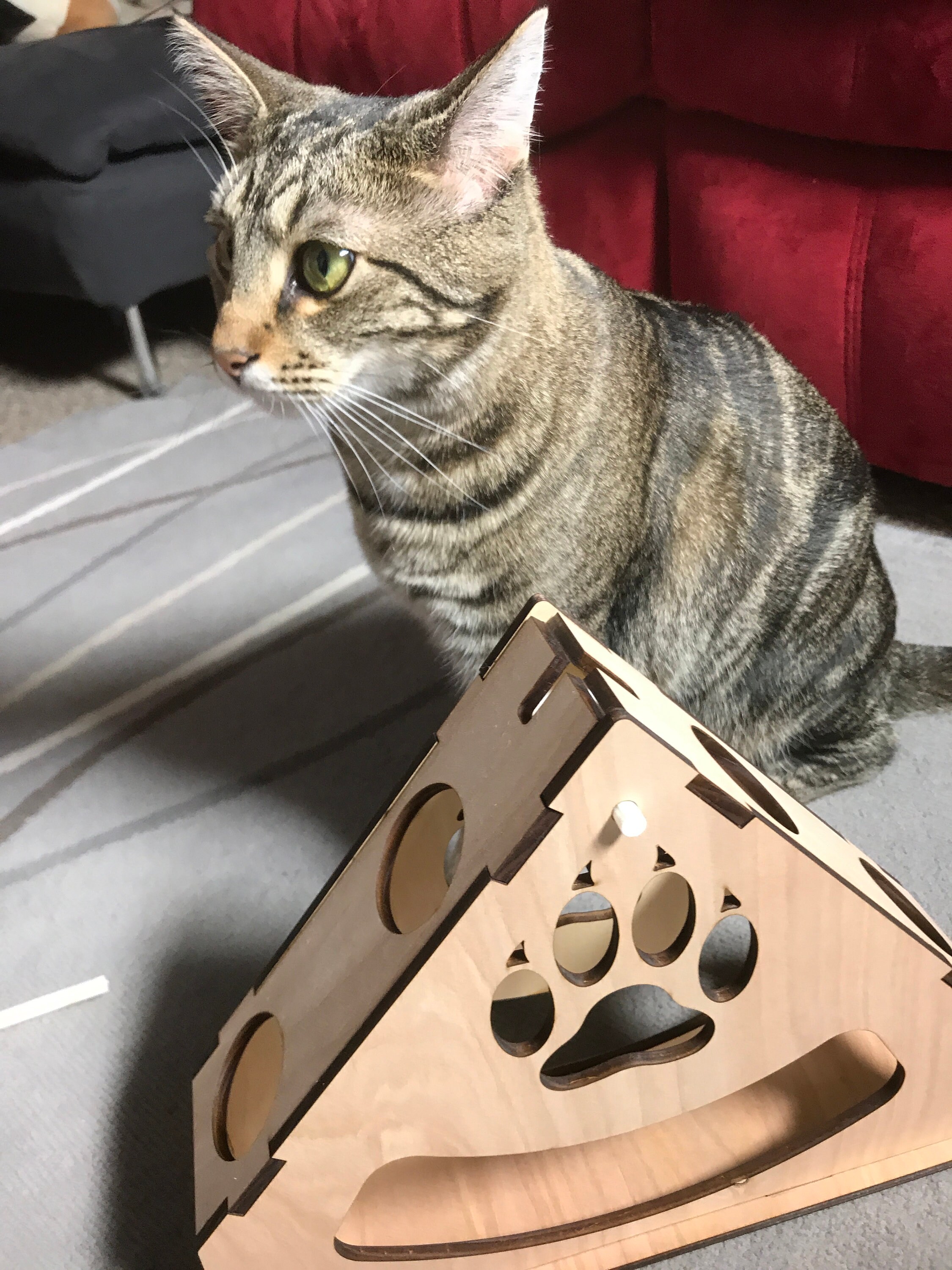 Swinging Seesaw Cat Enrichment Toy Project Kit Etsy