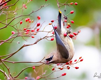 Cedar Waxwing - Photography Prints - Wall Art - Nature Photography - Home Decor - Photography Prints - Bird Photo - Fine Art Print