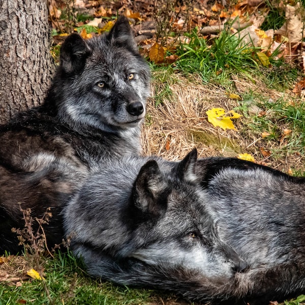 Grey Wolves  - Photography Prints - Wall Art - Nature Photography - Home Decor - Photography Prints - Bird Photo - Fine Art Print