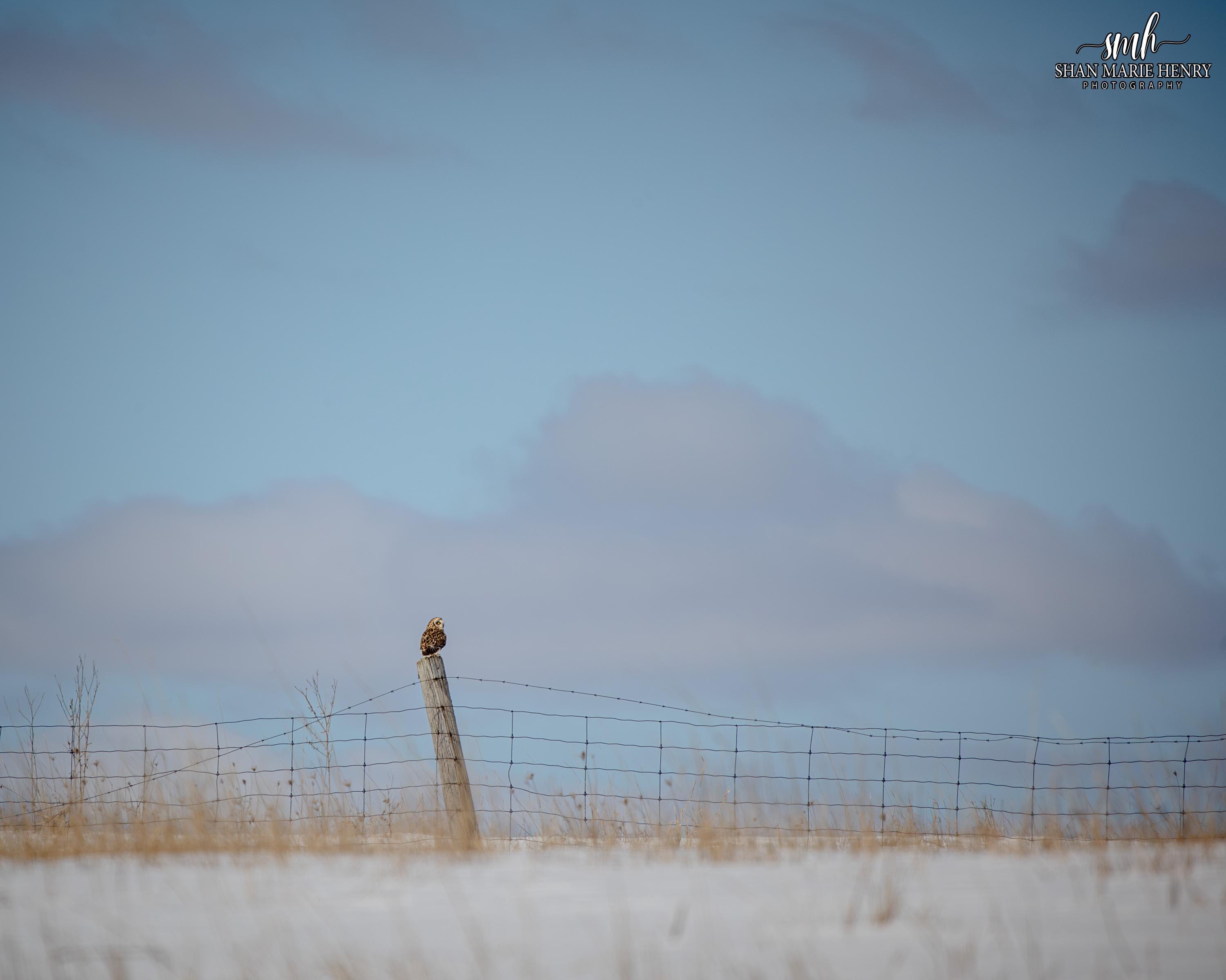 Short Eared Owl Landscape Version 2 Fine Art Print &ndash; Nature Photography, Home Decor