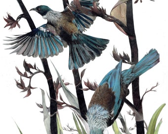 Stampe in edizione limitata di Tui