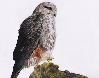 Impresión de la edición limitada de NZ Falcon