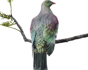 Kereru Limited Edition Print