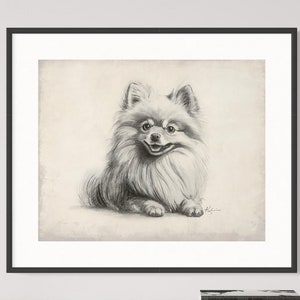 Pomeranian Giclee Art Print, Vintage Dog Drawing