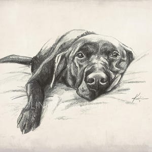 May include: Black and white pencil drawing of a Labrador Retriever dog lying down on a bed. The dog is looking at the viewer with its head resting on the bed.
