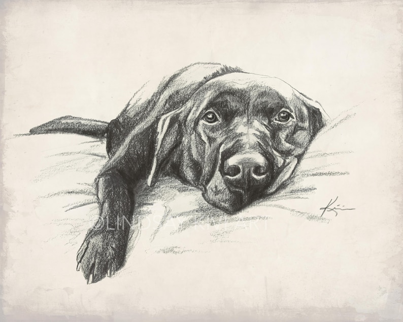 May include: Black and white pencil drawing of a Labrador Retriever dog lying down on a bed. The dog is looking at the viewer with its head resting on the bed.