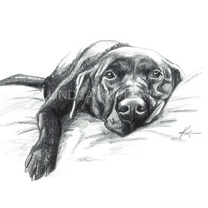 May include: Black and white pencil drawing of a black Labrador Retriever lying on a bed, looking up at the viewer.