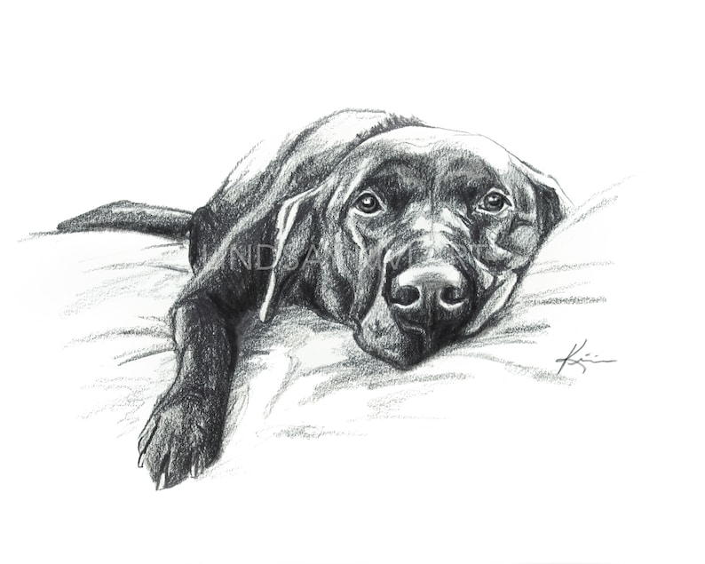 May include: Black and white pencil drawing of a black Labrador Retriever lying on a bed, looking up at the viewer.
