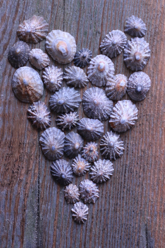 Coquillages Naturels Barnacles - Artisanat Du Japon - Lot Pour Créations Artisanales
