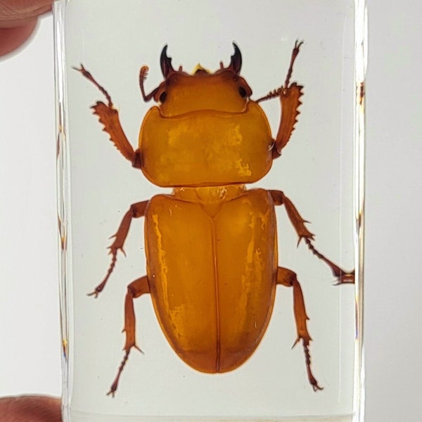 Real Golden Stag Beetle in Clear Lucite Resin 44mm Preserved Insect Bugs Taxidermy Crafts Collection for Biology Science Education Display