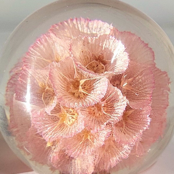 Real Rose Pink Windmill Fruit Starflower Pincushion in 60mm Clear Lucite Resin Paperweight Flower Anniversary, Valentine, Mother's Day Gift