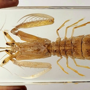 May include: A preserved mantis shrimp encased in clear resin. The shrimp is brown and has a segmented body. It has long, thin legs and large, spiky claws.
