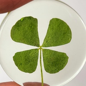 May include: A four-leaf clover pressed and preserved in a clear round resin paperweight.