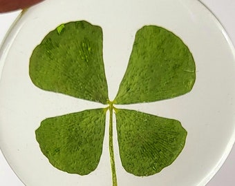 Real Green Four Leaf Clover in Clear Lucite Pocket Token 33mm St. Patrick's Day "Lucky Leaf" Shamrock Coin Gift Botany Education Specimen