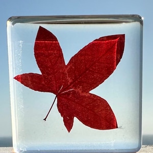 May include: A red leaf pressed inside a clear glass cube. The leaf is a vibrant red color and has a delicate, intricate shape.