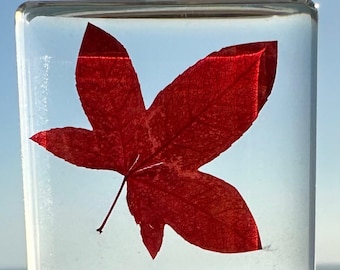 Real Red Maple Leaf in Crystal Clear Lucite Resin Specimen 38x38mm Botanist Herb Herbarium Botany Crafts Collection Science Education Block