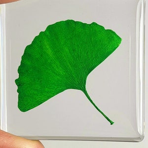 May include: A green ginkgo leaf preserved in a clear resin paperweight.
