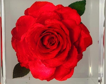 Real Red Rose June Birth Month Flower in Clear Lucite Resin Cube 50mm Anniversary Wedding Valentine Keepsake Mother's Day Gift Specimen