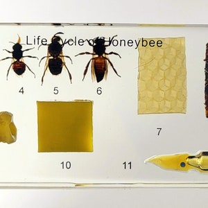 May include: A clear plastic display showing the life cycle of a honeybee. The display includes a honeybee egg, larva, pupa, and adult honeybee. It also includes a honeycomb, a wax cell, and a honeybee stinger.