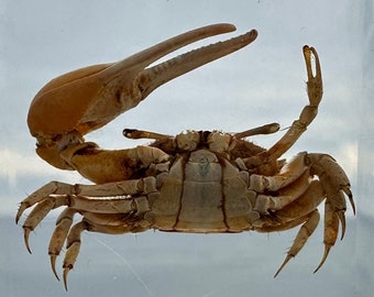 Real Golden Fiddler Crab in Clear Lucite Resin 38mm Preserved Taxidermy Display Collection for Biology Science Education Small Paperweight