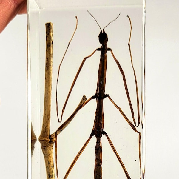 Real Stick Insect Phasmatodea Bug in Clear Lucite Resin 110mm Preserved Insect Taxidermy Display Collection for Biology Science Education