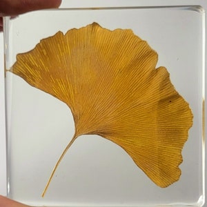 Echte gele ginkgo biloba-bladbloem in kristalheldere lucitehars 74 mm botanicus kruid herbarium gedroogd geperste plantkunde wetenschappelijk onderwijs