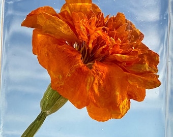 Real French Marigold Flower in Crystal Clear Lucite Resin 38mm Botanist Herb Herbarium Tagetes Patula Botany Science Education Specimen