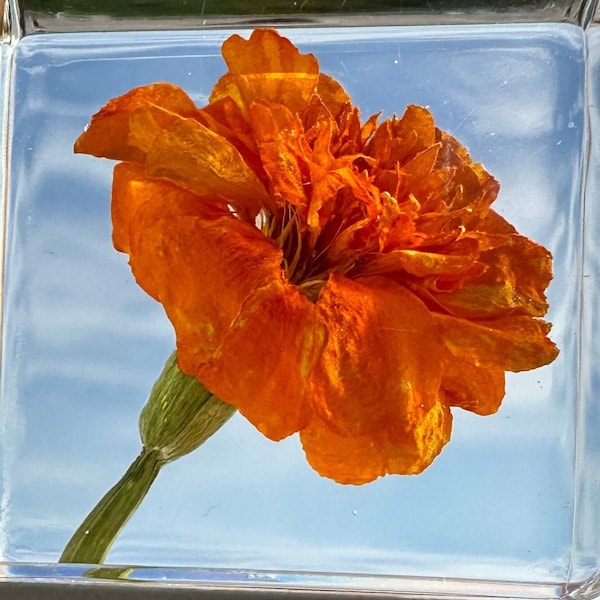 Real French Marigold Flower in Crystal Clear Lucite Resin 38mm Botanist Herb Herbarium Tagetes Patula Botany Science Education Specimen