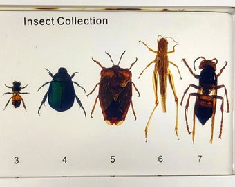 May include: A clear rectangular block featuring an insect collection. The insects include an ant, ladybug, bee, beetle, shield bug, grasshopper, and wasp. The text "Insect Collection" is at the top, with numbers below each insect.