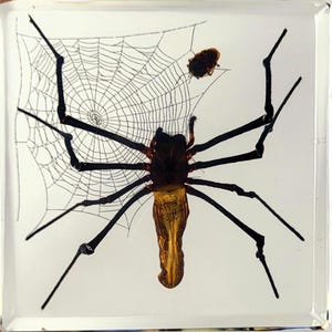 Op de afbeelding: Een bewaarde spin ingekapseld in een helder, rechthoekig harsblok. De spin heeft een donkerbruin lichaam met een gouden achterlijf en lange, zwarte poten. Een gedetailleerd spinnenweb en een klein insect zijn ook zichtbaar.