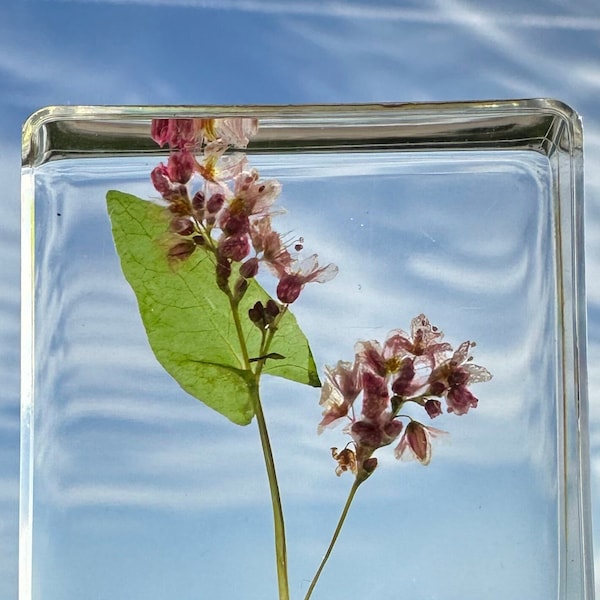 Real Buckwheat Flower in Crystal Clear Lucite Resin 38mm Botanist Herb Herbarium Dried Fagopyrum Esculentum Botany Science Education Block