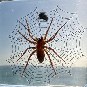 Può includere: Un ragno marrone con lunghe zampe è intrappolato in una ragnatela con una mosca nera. Il ragno e la ragnatela sono racchiusi in un blocco di resina trasparente.