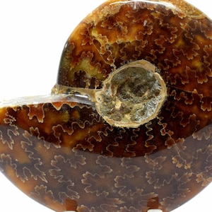 May include: A polished, cross-sectioned ammonite fossil. The fossil displays a rich, warm brown color with intricate, swirling patterns. The interior chamber is visible, revealing the fossil's internal structure. It is mounted on a clear stand.