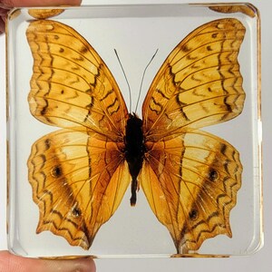 May include: A yellow and brown butterfly with intricate wing patterns is preserved in a clear resin cube.