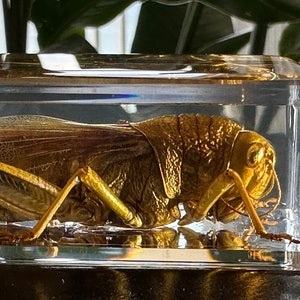 May include: A golden grasshopper preserved in a clear acrylic block. The grasshopper's wings are spread out and its legs are visible. The block is rectangular and has a smooth surface.