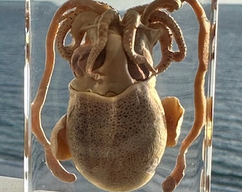 Sepia real en resina de lucita transparente de 73 mm, molusco marino preservado, colección de exhibición de taxidermia para biología, ciencias y educación.