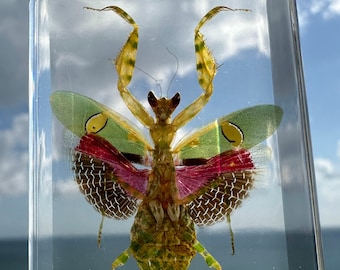 Mantis flor con joyas reales en resina de lucita transparente de 73 mm, colección de taxidermia de insectos preservados para exhibición en biología, ciencias y educación.