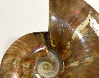 Ammonite Fossil Slice Ammonite Deep Crystal Cavity Fossil Red Flash Rainbow Ammonite Shell F01-29