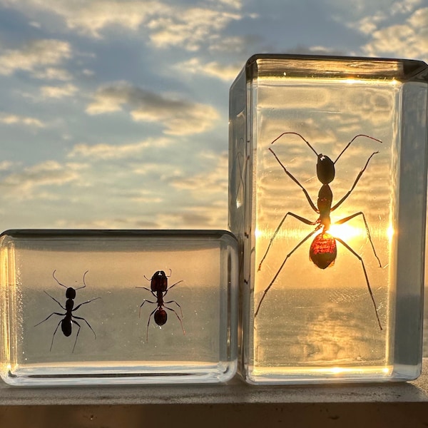 Real Giant Forest Ant in Resin + Weaver & Red Giant Ants Pair in Lucite Preserved Insect Taxidermy Collection Set Biology Science Education