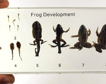 Real Lifecycle Frog Development in Clear Lucite Resin Paperweight 138mm Preserved Taxidermy Collection for Biology Science Education Display