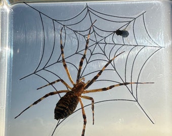 Real Wasp Spider on Web w/ Fly in Clear Lucite Resin 75mm Preserved Arachnoids Argiope Bruennichi  for Biology Science Display Collection